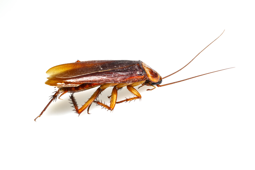 Brownbanded Cockroach - P.E.I. Pest Control