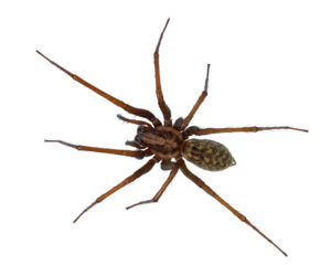 domestic spider