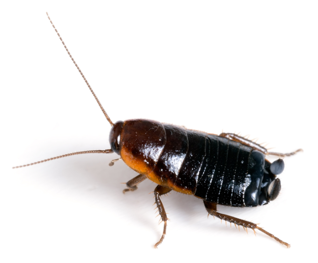 Oriental Cockroach - P.E.I. Pest Control