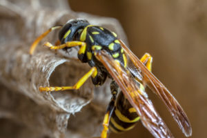 paper wasps