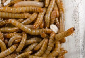 Yellow Mealworm - P.E.I. Pest Control