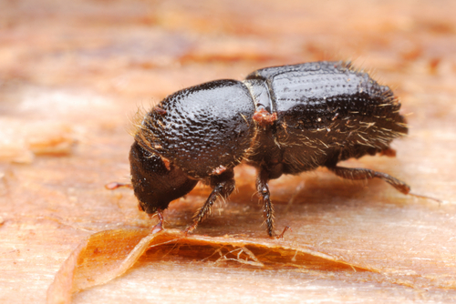 bark beetle