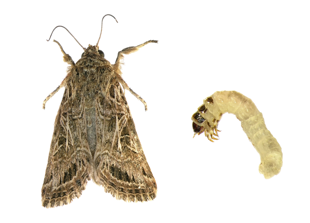 Casemaking Clothes Moth - P.E.I. Pest Control