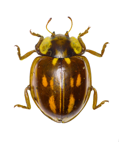 drugstore beetle