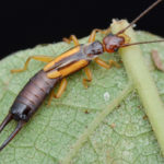 earwig