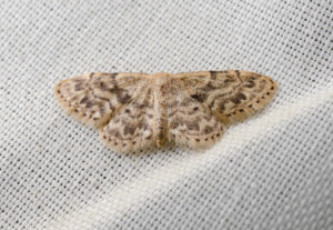 fabric moth